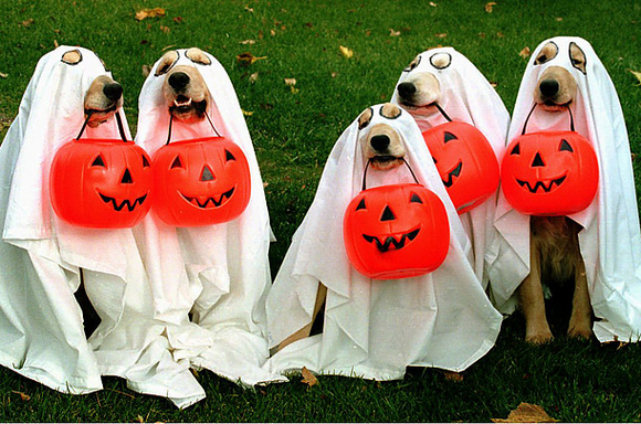 entregar enlace Dramaturgo Los mejores disfraces de perro para Halloween